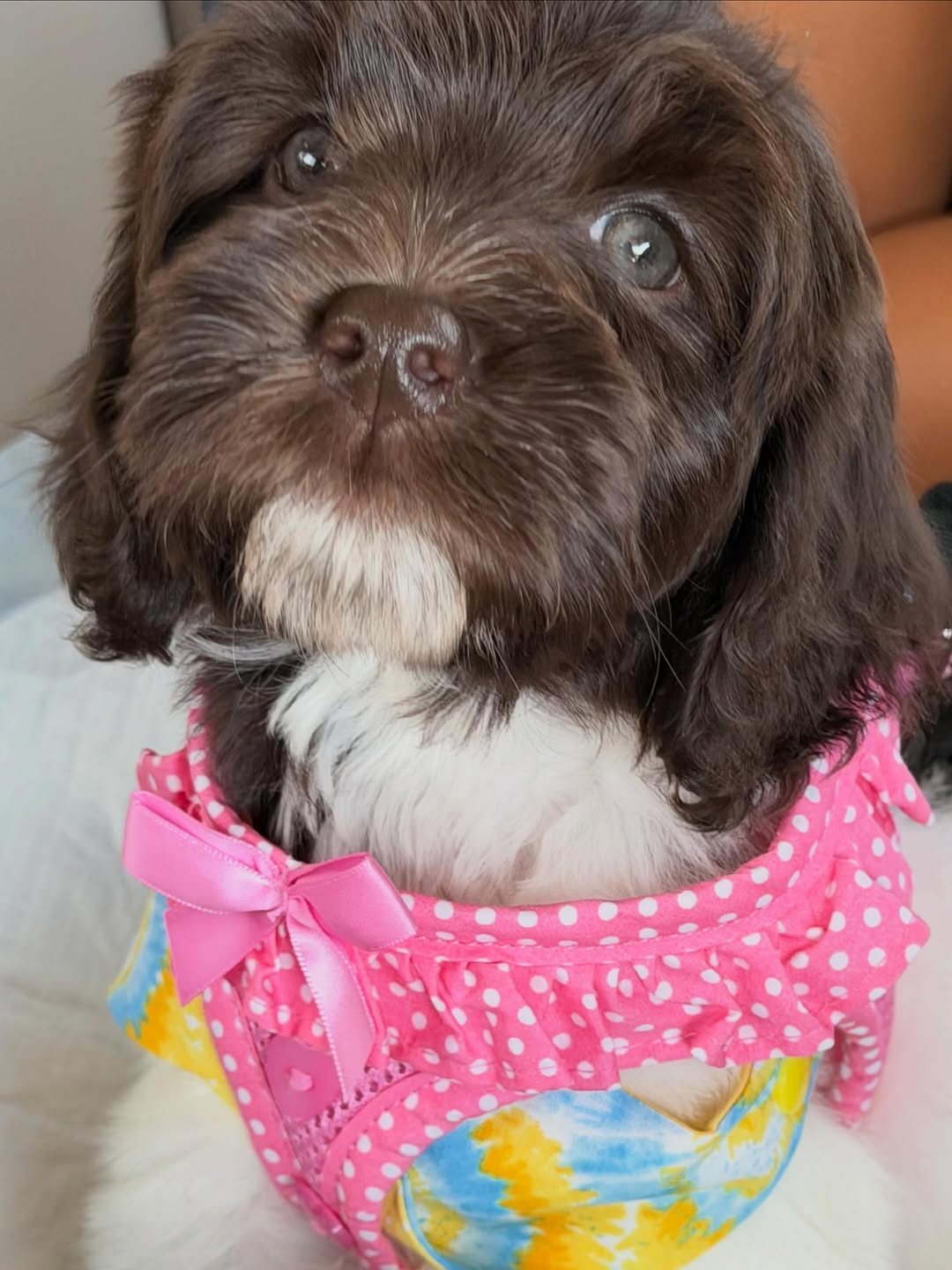 Meet Poppi Rose