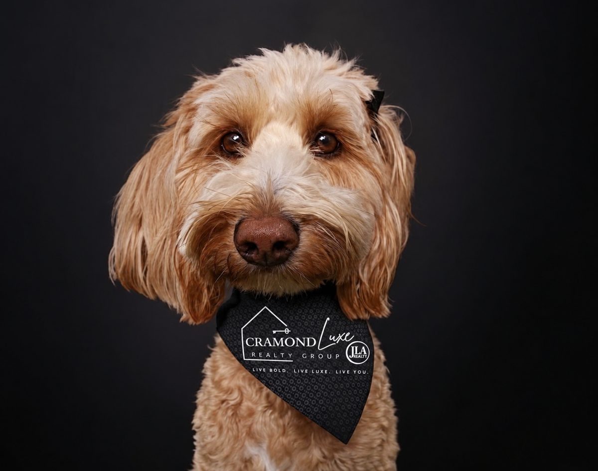 Teddi the Goldendoodle wearing a Cramond Luxe Realty Group bandana